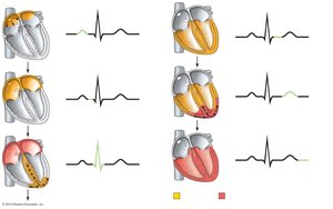 Sequence of depolarization and repolarization related to ECG waves