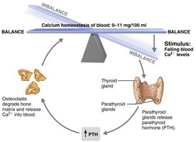 PTH control of blood calcium levels