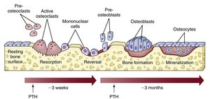Bone remodeling cycle with osteoclasts and osteoblasts