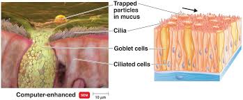 Tear as a chemical barrier