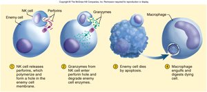NK cell mechanism of action