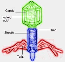 Virus structure