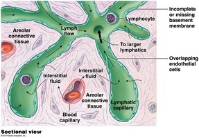 Sectional view of lymphatic capillaries
