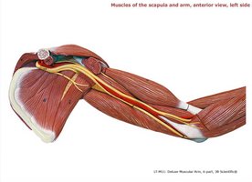 Muscles of the scapula and arm, anterior view, left side