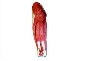 Superficial muscles of the left thigh, posterior view