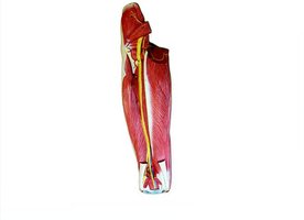 Deep muscles of the left thigh, posterior view