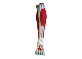 Superficial muscles of the left leg and foot, anterior view