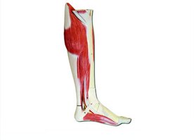 Superficial muscles of the left leg and foot, medial view