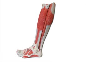 Superficial muscles of the left leg and foot, lateral view
