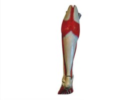 Superficial muscles of the left leg and foot, posterior view