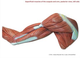 Superficial muscles of the scapula and arm, posterior view, left side