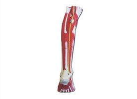 Deep muscles of the left leg and foot, posterior view