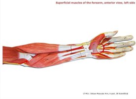Superficial muscles of the forearm, anterior view, left side