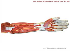 Deep muscles of the forearm, anterior view, left side