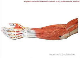 Superficial muscles of the forearm and hand, posterior view, left side