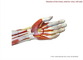 Muscles of the hand, anterior view, left side
