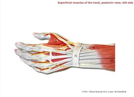 Superficial muscles of the hand, posterior view, left side