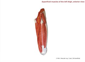 Superficial muscles of the left thigh, anterior view