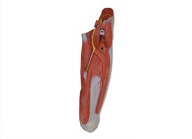 Deep muscles of the left thigh, anterior view