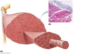 Connective tissue sheaths in skeletal muscle: epimysium, perimysium, and endomysium.