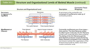 Structure and Organizational Levels of Skeletal Muscle (3 of 3)