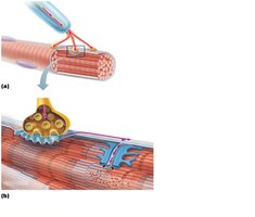 The neuromuscular junction.