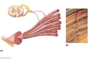 Motor units.