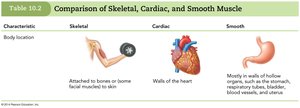 Comparison of Skeletal, Cardiac, and Smooth Muscle (1 of 6)