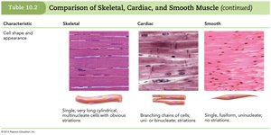 Comparison of Skeletal, Cardiac, and Smooth Muscle (2 of 6)