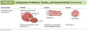 Comparison of Skeletal, Cardiac, and Smooth Muscle (3 of 6)