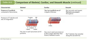 Comparison of Skeletal, Cardiac, and Smooth Muscle (4 of 6)