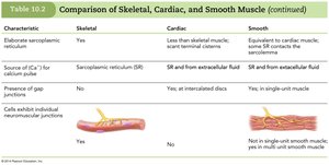 Comparison of Skeletal, Cardiac, and Smooth Muscle (5 of 6)