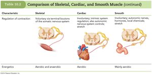 Comparison of Skeletal, Cardiac, and Smooth Muscle (6 of 6)