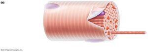 Microscopic anatomy of the skeletal muscle fiber showing myofibrils.
