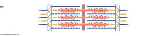 Enlargement of one sarcomere showing myosin heads on thick filaments.