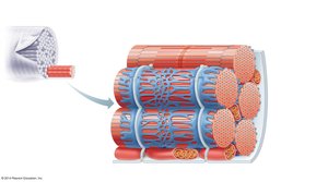 Sarcoplasmic reticulum and T tubules in the skeletal muscle fiber.