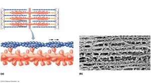 Sliding filament mechanism for concentric contraction in a skeletal muscle.