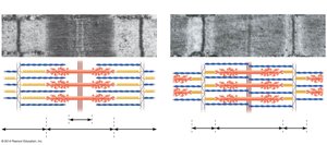 Changes in striations as skeletal muscle contracts.