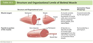 Structure and Organizational Levels of Skeletal Muscle (1 of 3)