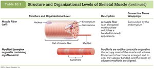 Structure and Organizational Levels of Skeletal Muscle (2 of 3)