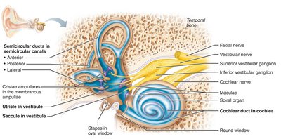Internal ear showing semicircular ducts, vestibule, and cochlear duct