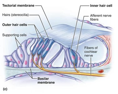 Spiral organ with inner and outer hair cells
