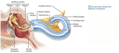 Sound waves vibrate the tympanic membrane