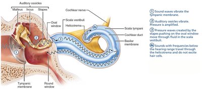 Waves below hearing threshold travel through helicotrema