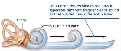 Basilar membrane function: frequency separation