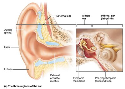 The three regions of the ear