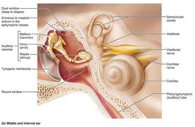 Middle ear structures including ossicles and muscles