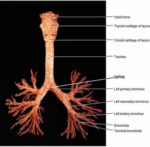 Bronchial tree anatomy