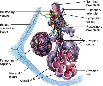 Pulmonary lobule and alveoli