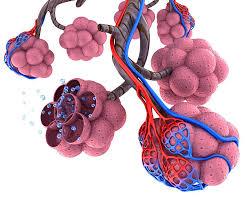 Alveoli and capillaries